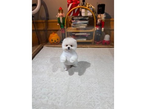 Orjinal ırk ve sağlık garantili pomeranian yavrular