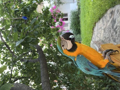 İsmi rıfkı evraklı macaw