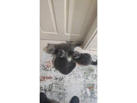Oğluma gelin arıyorum 8 aylık safkan ırk kediler