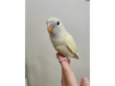 Oyun hamuru cremino sevda papağanı