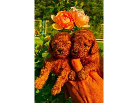 Toy poodle yavruları
