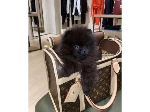 Siyah pomeranian boo dişi mini