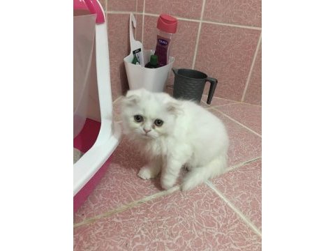 Scottish fold longhair erkek yavrumuz