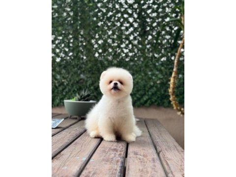 Sevimli pomeranian boo köpeklerimiz