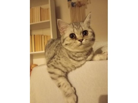 Silver tabby british shorthair