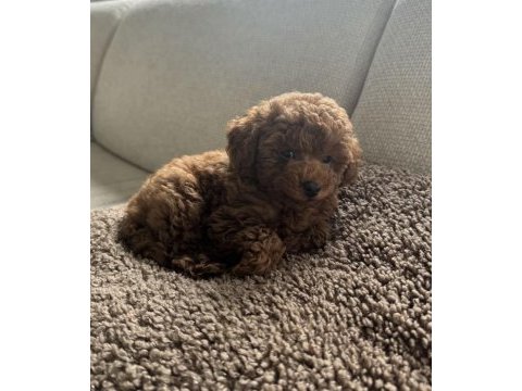 Toy poodle yavrumuz