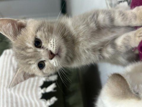 Minnak kedilerim