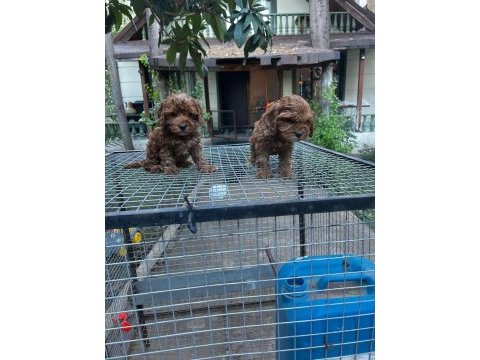 Dünyalar tatlısı özel renk maltipoo yavrular