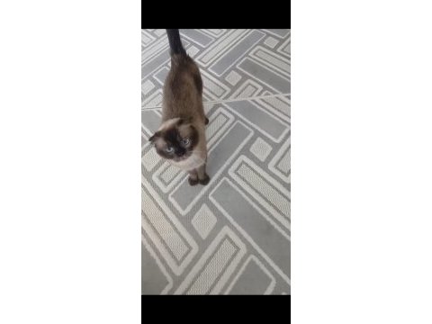 Ücretsiz 3 yaşında dişi scottish fold