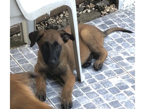 Safkan ırk garantili belçika kurdu