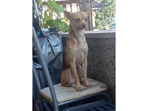 Pinscher erkek 2 yaşına yakın