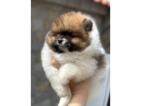 Ayıcık suratlı pomeranian boo