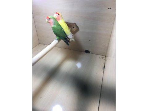 Yavru yumurta garanti sevda çiftler