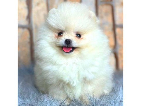 Ayı surat pomeranian boo