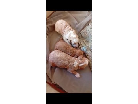 Rezerve açık maltipo ve poodle yavrular
