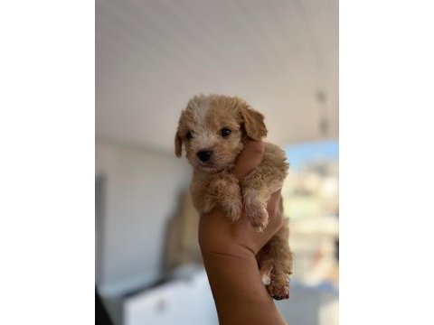 Maltipoo yavrular teacup bebekler