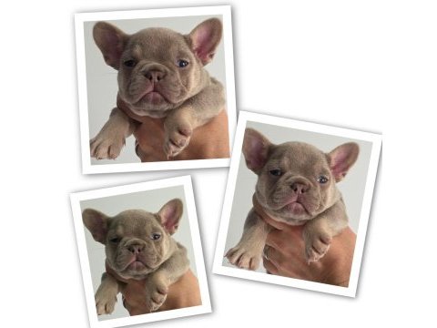 New shade isabella and tan dişi french bulldog yavrular