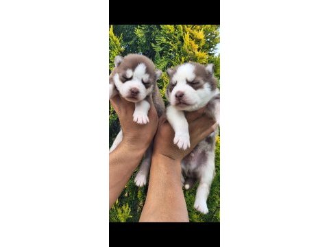 A kalite emsalsiz safkan husky yavrular