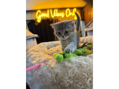 Orj babyface british shorthair whi̇skas bebeklerimiz