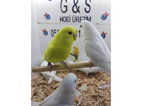 Muhabbet kuşu yavruları