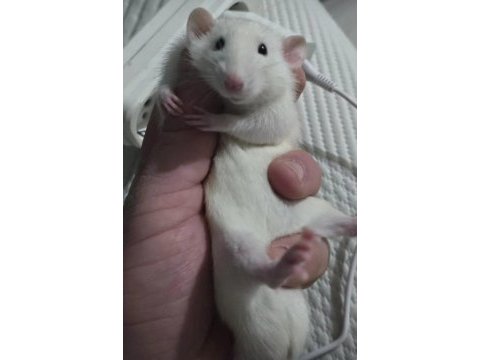 Bebek gibi rattus farelerimiz