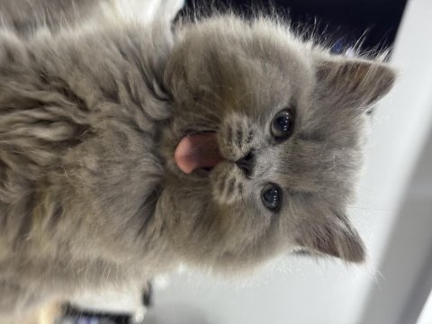 Kedimiz heveslik değil ömürlük yuvasını arıyor (ücretsiz)