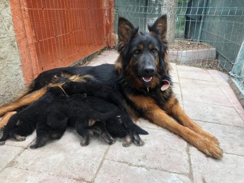 Saf kan anne ve baba alman kurdu yavruları