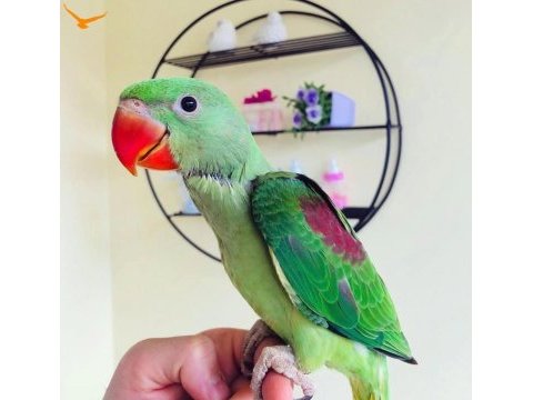 Bebek alexander papapanımız