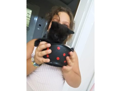 Oyuncu yavru kedimizi sahiplendiriyoruz