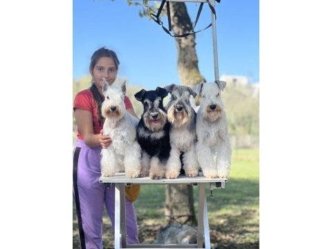 Fcı şecereli miniature schnauzer pure white (beyaz)