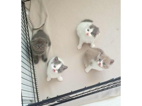 Bicolor british shorthair kardeşler