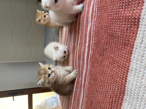 Uygun fiyatlı safkan golden british shorthair
