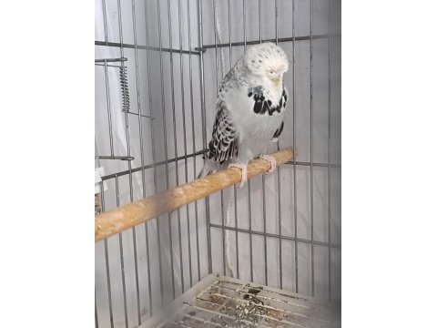 Dişi erkek show jumbo genç muhabbet kuşlar