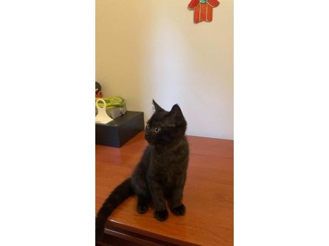Oyuncu sevecen 3 aylık yavru british shorthair