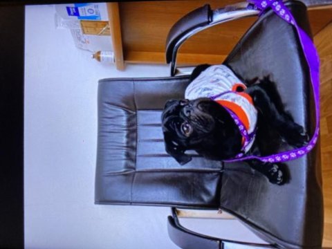 6 aylık erkek pug yavru damızlık