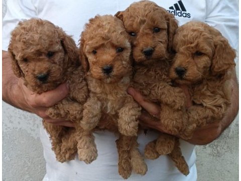 Kaliteli toy poodle yavrular renkler mevcut