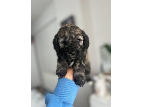 Sable ve phantom renk maltipoo f2 bebeklerim