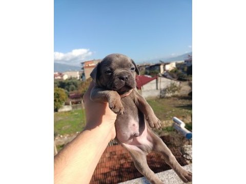 French bulldog yavruları