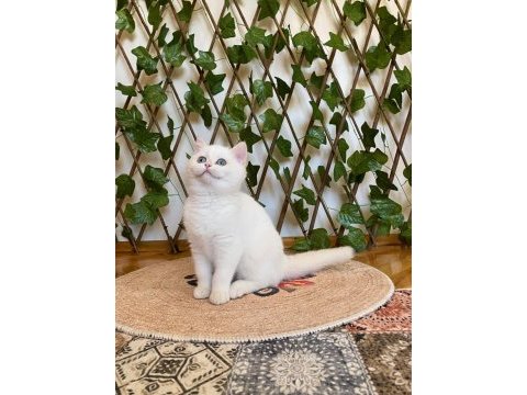 Golden ny1233 dişi british shorthair golden