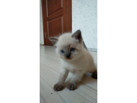 Bluepoint kedilerimiz