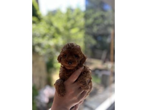 Teacup kore 2 kg garantili poodle yavrular
