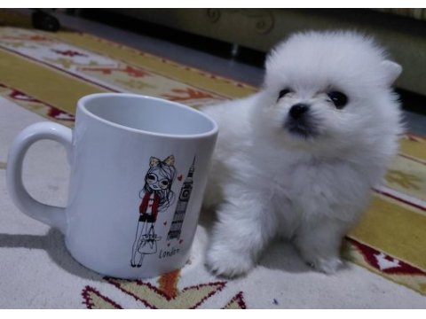 Pomeranian minik surat