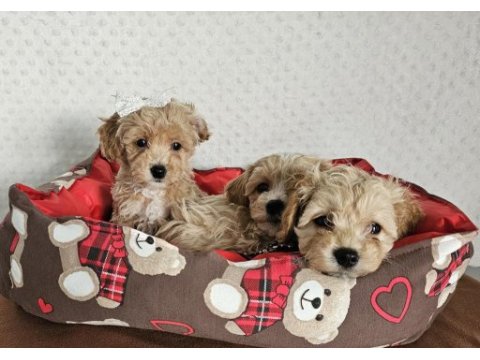 A class maltipoo yavrularımız