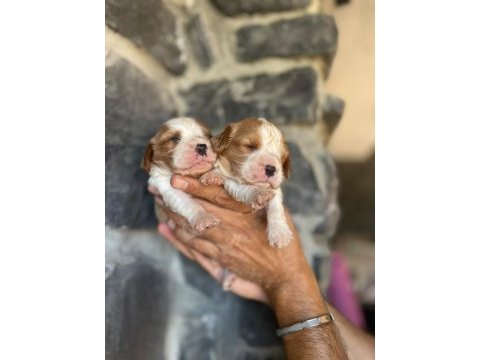 Cavalier king charles köpeğimiz