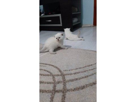 Blue point erkek yavru kedimiz rezerveye açık