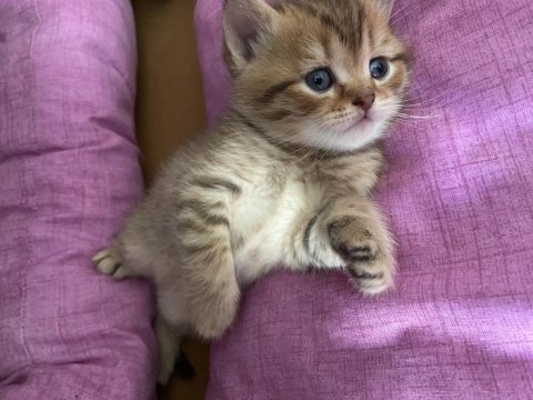British shorthair kedimiz