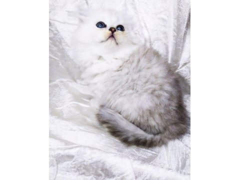 A kalite safkan chinchilla longhair kedim