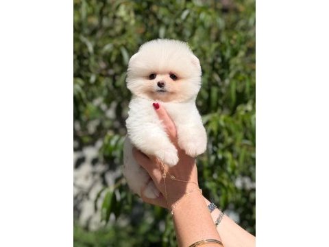 A kalite pomeranian yavruları