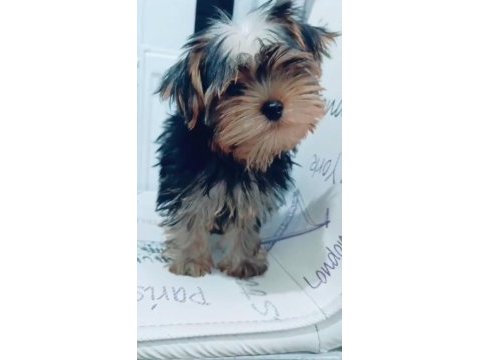 Yorkshire terrier yavrumuz