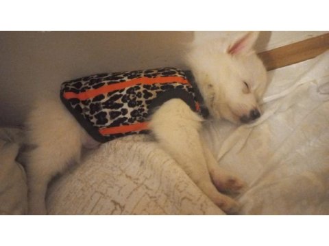 Pomeranian spitz